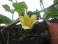 Sicana odorifera